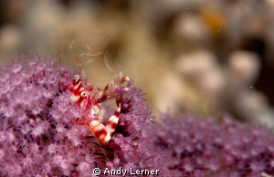 An unusually colored porcelain crab feeding. by Andy Lerner 